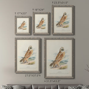 Hawk Owl - Premium Framed Canvas 2 Piece Set - Ready to Hang