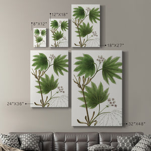 Broad Leafed Maple Premium Gallery Wrapped Canvas - Ready to Hang