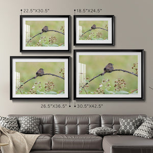 Resting Sparrow - Modern Framed Art Print