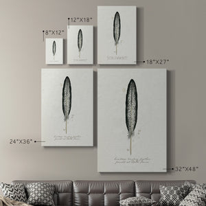 Found Feather II - Canvas Art Print