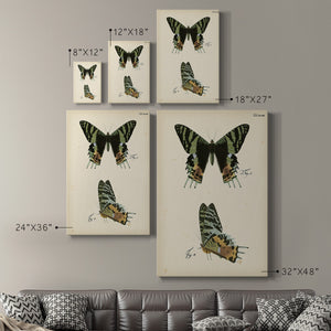 Butterfly Profile IV - Canvas Art Print