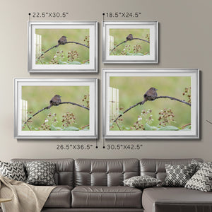 Resting Sparrow - Modern Framed Art Print