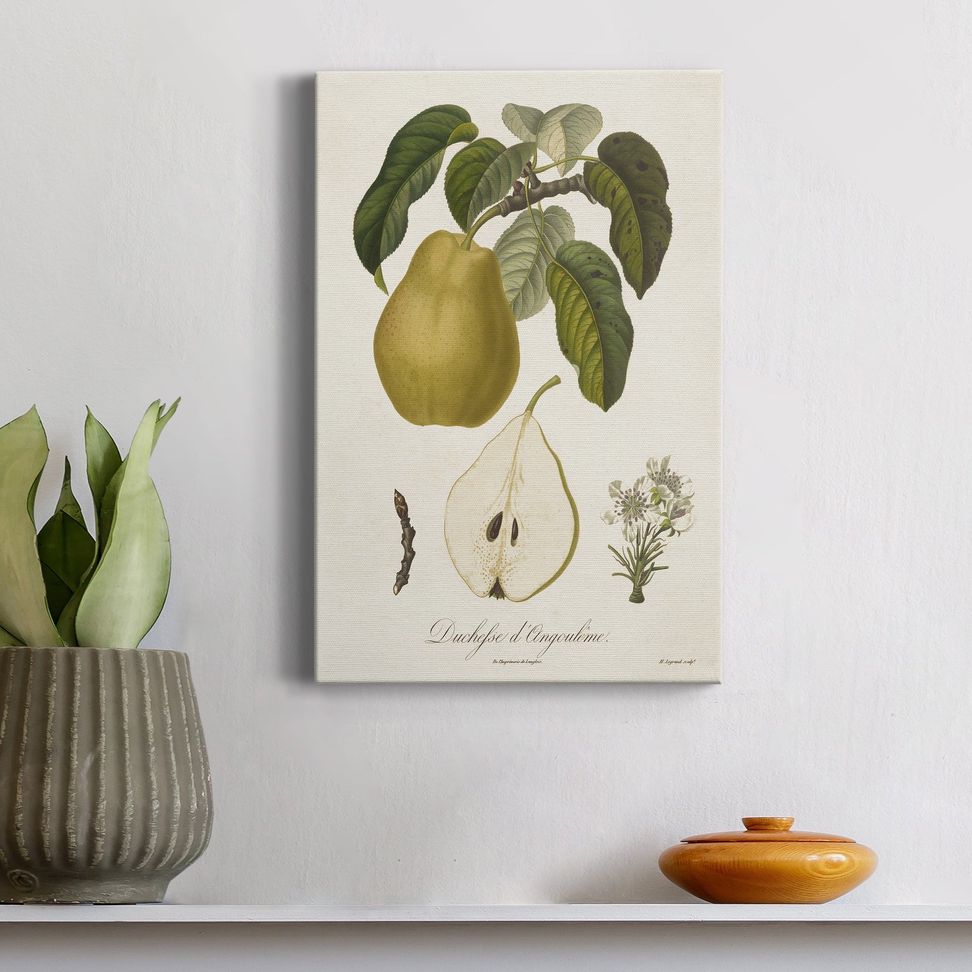 Vintage Pears I Premium Gallery Wrapped Canvas - Ready to Hang