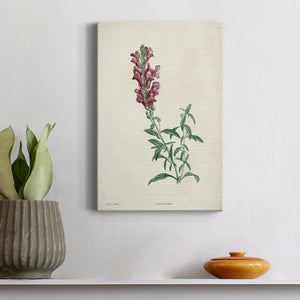 Traditional Botanical I Premium Gallery Wrapped Canvas - Ready to Hang
