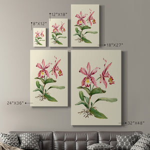 Pink Cattleya Orchid Premium Gallery Wrapped Canvas - Ready to Hang