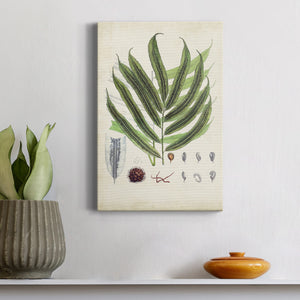Collected Ferns III Premium Gallery Wrapped Canvas - Ready to Hang