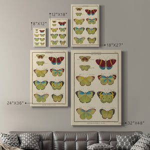 Histoire Naturelle Butterflies II - Canvas Art Print