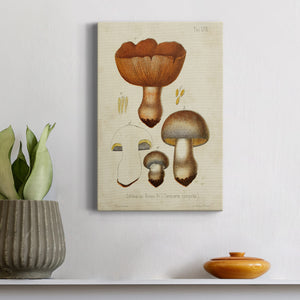 Mushroom Varieties I Premium Gallery Wrapped Canvas - Ready to Hang