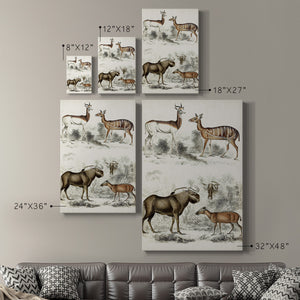 Journal of Natural History VI - Canvas Art Print