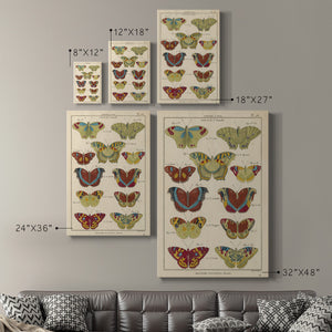 Histoire Naturelle Butterflies V - Canvas Art Print