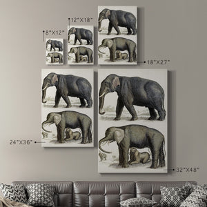 Journal of Natural History IV - Canvas Art Print