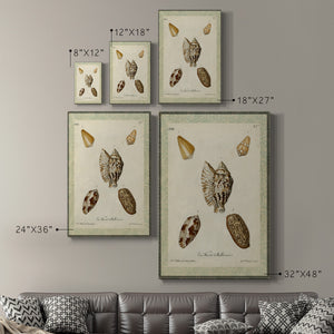 Bookplate Shells II Premium Gallery Wrapped Canvas - Ready to Hang