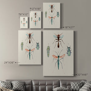 Insect Varieties III - Canvas Art Print