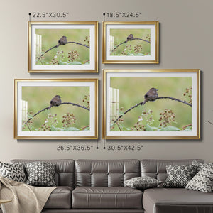 Resting Sparrow - Modern Framed Art Print