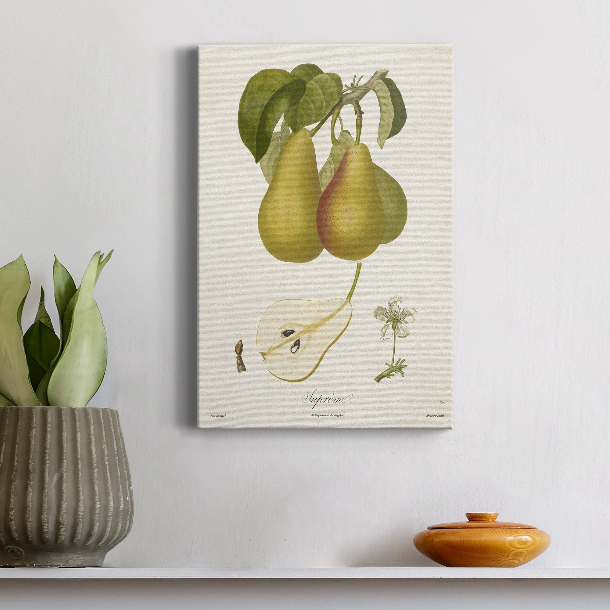 Vintage Pears V Premium Gallery Wrapped Canvas - Ready to Hang