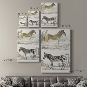 Journal of Natural History I - Canvas Art Print