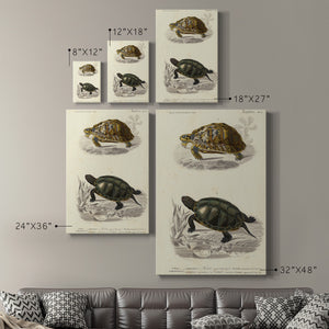 Antique Turtle Duo II Premium Gallery Wrapped Canvas - Ready to Hang