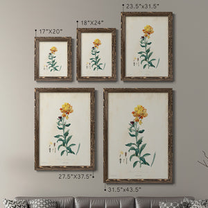 Traditional Botanical III - Premium Framed Canvas 2 Piece Set - Ready to Hang