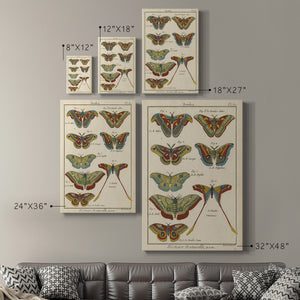 Histoire Naturelle Butterflies III - Canvas Art Print