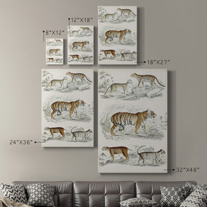Journal of Natural History II - Canvas Art Print