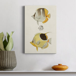 Yellow & Grey Fish II Premium Gallery Wrapped Canvas - Ready to Hang