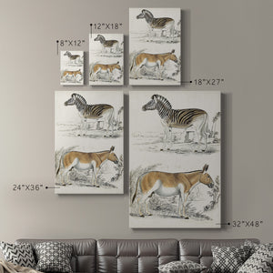 Journal of Natural History V - Canvas Art Print