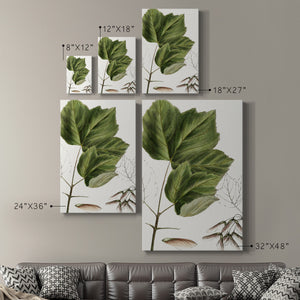 Drummond's Maple - Canvas Art Print