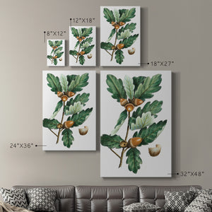 Douglas Oak - Canvas Art Print