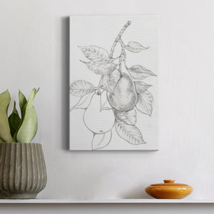 Fruit-Bearing Branch III - Canvas Art Print