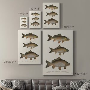 Species of Antique Fish I Premium Gallery Wrapped Canvas - Ready to Hang