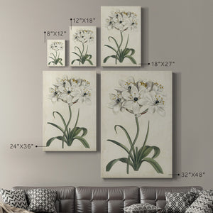 Ivory Garden V Premium Gallery Wrapped Canvas - Ready to Hang