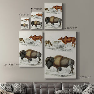 Journal of Natural History VII - Canvas Art Print