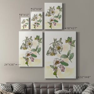 Camellia Study - Canvas Art Print
