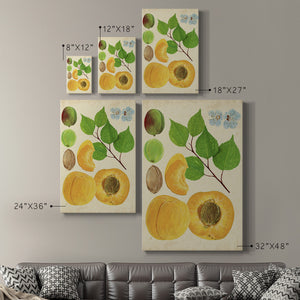 Apricot Study II Premium Gallery Wrapped Canvas - Ready to Hang
