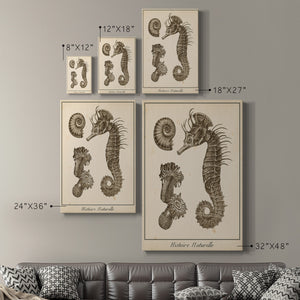 Seahorse Study II - Canvas Art Print