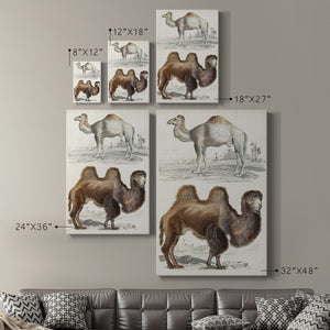 Journal of Natural History III - Canvas Art Print
