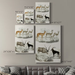 Journal of Natural History VIII - Canvas Art Print