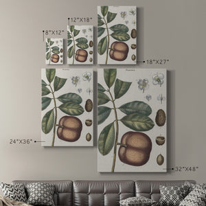 Exotic Botanique IV - Canvas Art Print