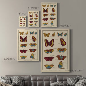 Histoire Naturelle Butterflies IV - Canvas Art Print