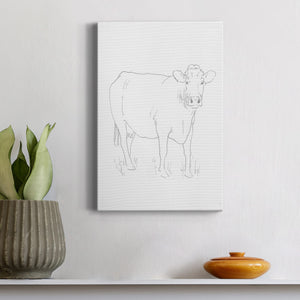 Limousin Cattle III  Premium Gallery Wrapped Canvas - Ready to Hang