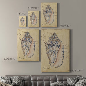 Seashell Ephemera I - Canvas Art Print