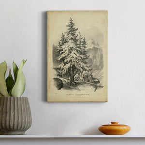 The Spruce - Canvas Art Print