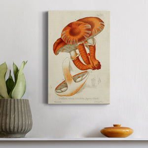 Mushroom Varieties VII Premium Gallery Wrapped Canvas - Ready to Hang