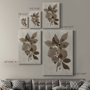 Arbor Specimen I Premium Gallery Wrapped Canvas - Ready to Hang