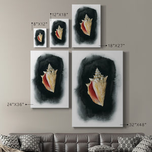 Conch on Black I - Canvas Art Print