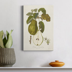 Vintage Pears IV Premium Gallery Wrapped Canvas - Ready to Hang