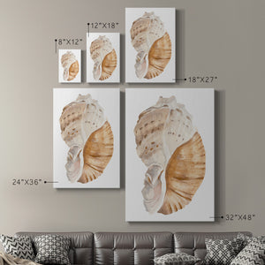 Seashell I - Canvas Art Print