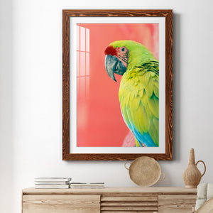 Green Macaw - Barnwood