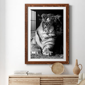 Tiger Repose - Barnwood Framed Art Print