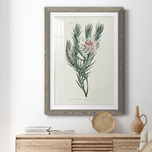 Protea N33 - Barnwood Framed Art Print